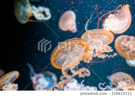 underwater photography jellyfish Chrysaora fuscescens, Pacific sea nettle, West Coast sea nettle 126610131