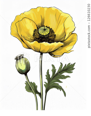 Generative AI illustration Glaucium yellow. Isolated on white background. Used in medicine. Poppy Yellow Generative AI illustration Glaucium yellow. Isolated on white background. Used in medicine. Poppy Yellow 126610230