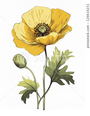 Generative AI illustration Glaucium yellow. Isolated on white background. Used in medicine, folk medicine. Poppy Yellow Generative AI illustration Glaucium yellow. Isolated on white background. Used in medicine, folk medicine. Poppy Yellow 126610231