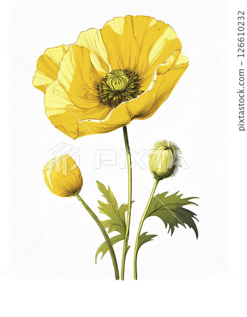 Generative AI illustration Glaucium yellow. Isolated on white. Used in medicine, folk medicine. Poppy Yellow Generative AI illustration Glaucium yellow. Isolated on white. Used in medicine, folk medicine. Poppy Yellow 126610232