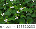 White flowers of Houttuynia cordata blooming in June 126610233