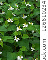 White flowers of Houttuynia cordata blooming in June 126610234