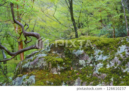 雨中的苔蘚 雨中的苔蘚 126610237