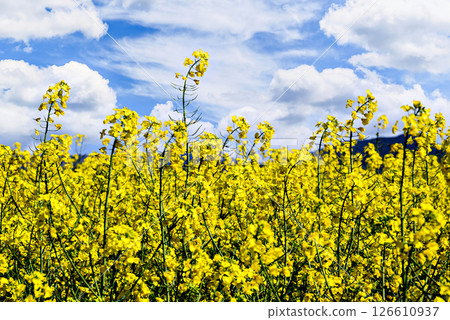 Colorful yellow rapeseed flower field (Brassica Napus) Colorful yellow rapeseed flower field (Brassica Napus) 126610937