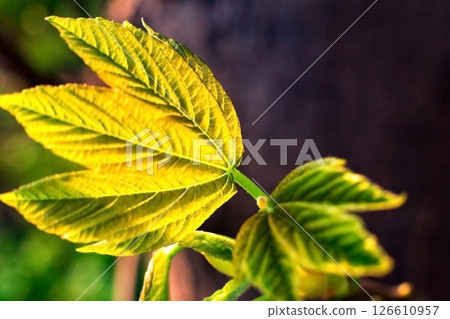 young green shoots of a tree, spring season, natural background 126610957