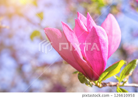 cute color of magnolia in spring. macro. spring background. space for text cute color of magnolia in spring. macro. spring background. space for text 126610958