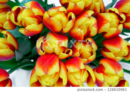 Red tulips bouquet in white pot isolated over white background. Mothers Day, Birthday, Valentines Day concept. Red tulips bouquet in white pot isolated over white background. Mothers Day, Birthday, Valentines Day concept. 126610961