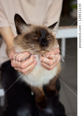 Enjoying some relaxing moments with cat massage therapy can bring great joy and comfort 126611239