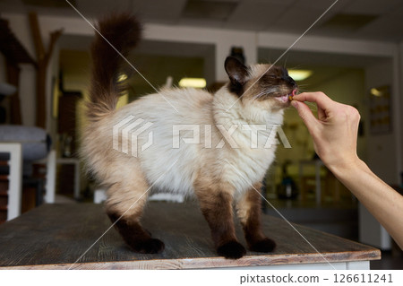 A Cat Enjoying Delicious Treats While a Hand Is Outstretched Toward It in Affectionate Gesture A Cat Enjoying Delicious Treats While a Hand Is Outstretched Toward It in Affectionate Gesture 126611241
