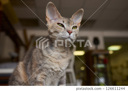 A Cute Cat lounging comfortably in a Bright and inviting Living Room filled with light A Cute Cat lounging comfortably in a Bright and inviting Living Room filled with light 126611244