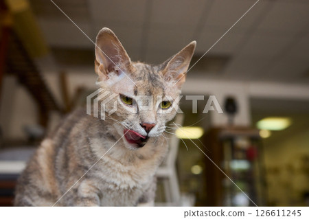 A Cute Cat lounging comfortably in a Bright and inviting Living Room filled with light A Cute Cat lounging comfortably in a Bright and inviting Living Room filled with light 126611245