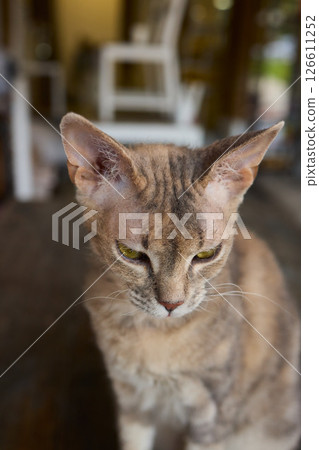 A Cute Cat lounging comfortably in a Bright and inviting Living Room filled with light A Cute Cat lounging comfortably in a Bright and inviting Living Room filled with light 126611252
