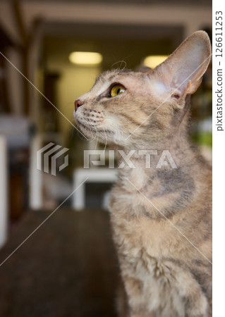 A Cute Cat lounging comfortably in a Bright and inviting Living Room filled with light A Cute Cat lounging comfortably in a Bright and inviting Living Room filled with light 126611253