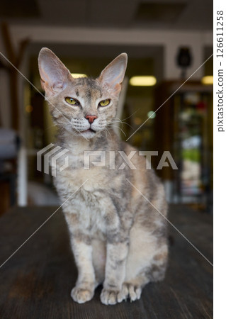 A Cute Cat lounging comfortably in a Bright and inviting Living Room filled with light 126611258
