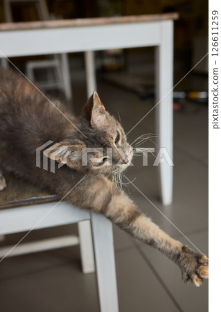 A Graceful Cat is Stretching on a Beautiful Wooden Surface in a Cozy Indoor Environment 126611259