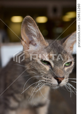 A Cute Cat lounging comfortably in a Bright and inviting Living Room filled with light 126611260