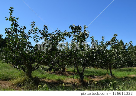 Persimmon tree Shonai, Yamagata Prefecture 126611322