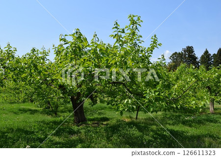 Persimmon tree Shonai, Yamagata Prefecture 126611323