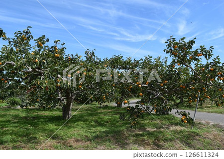 Persimmon tree Shonai, Yamagata Prefecture 126611324