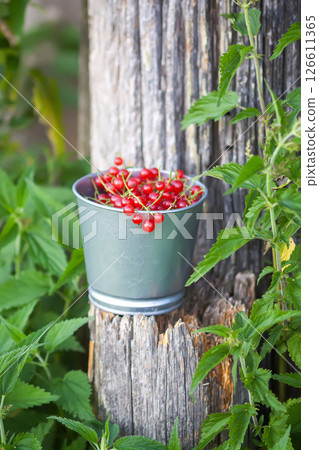 Ripe red currant berries in a cup. 126611365