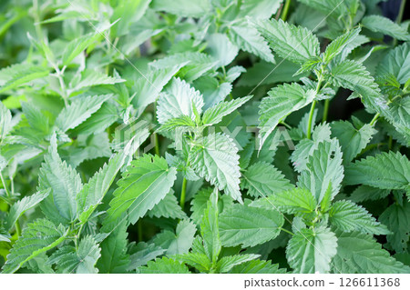 Nettle plant growing in the ground. Medical herbs in summer garden. 126611368