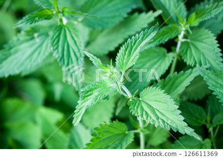 Nettle plant growing in the ground. Medical herbs in summer garden. Nettle plant growing in the ground. Medical herbs in summer garden. 126611369