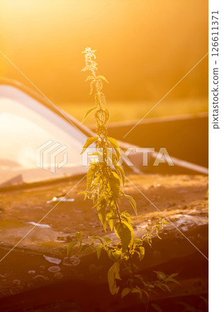 Nettle plant on the old abandoned rusty car background in a golden sunset light. Medical herbs in summer garden. Nettle plant on the old abandoned rusty car background in a golden sunset light. Medical herbs in summer garden. 126611371