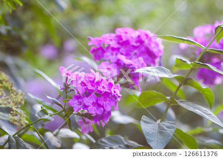 Phlox flowers close up. Phloxes Paniculate plants in bloom. Phlox flowers close up. Phloxes Paniculate plants in bloom. 126611376