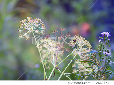 Wildflowers on a summer field. 126611378