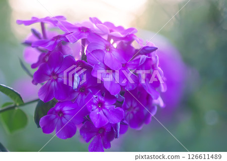 Phlox flowers close up. Phloxes Paniculate plants in bloom. 126611489