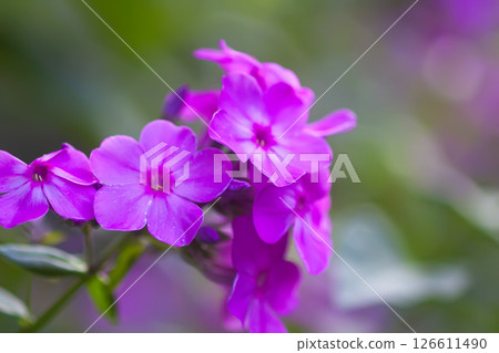 Phlox flowers close up. Phloxes Paniculate plants in bloom. 126611490