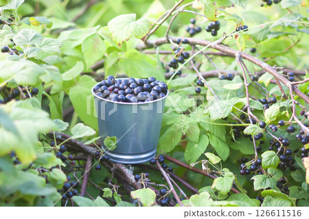 Black currants in a small metal bucket under the bush in a summer garden. Black currants in a small metal bucket under the bush in a summer garden. 126611516