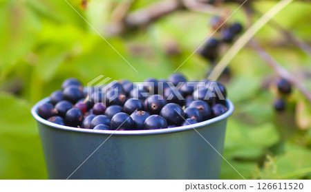 Black currants in a small metal bucket under the bush in a summer garden. 126611520