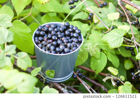 Black currants in a small metal bucket under the bush in a summer garden. Black currants in a small metal bucket under the bush in a summer garden. 126611521