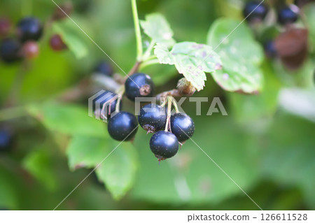 Ripe black currants in the garden. 126611528