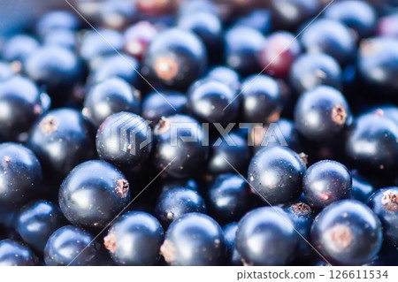 Ripe black currants in the garden. 126611534
