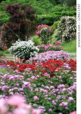 Ibaraki Flower Park: Roses in full bloom Ibaraki Flower Park: Roses in full bloom 126611597