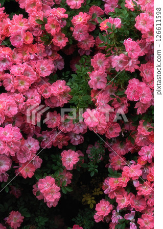 Ibaraki Flower Park: Roses in full bloom Ibaraki Flower Park: Roses in full bloom 126611598