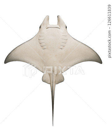 蝠鱝的底部 蝠鱝的底部 126611839