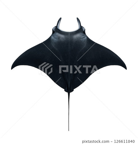 黑蝠鱝的頂視圖 黑蝠鱝的頂視圖 126611840