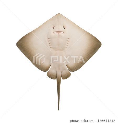 鰩魚的背部 鰩魚的背部 126611842