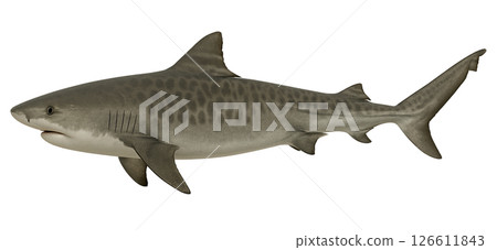 Tiger shark side view 126611843