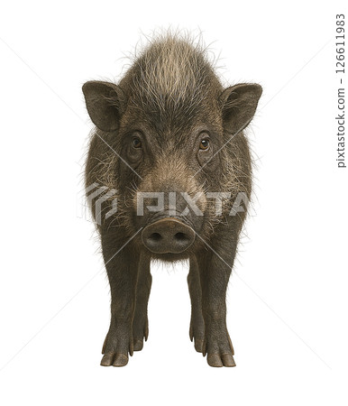 Visayan wild boar front view 126611983