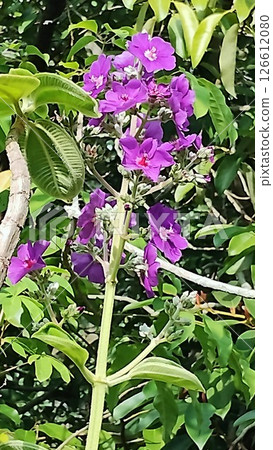 筑波植物園的野牡丹 筑波植物園的野牡丹 126612080