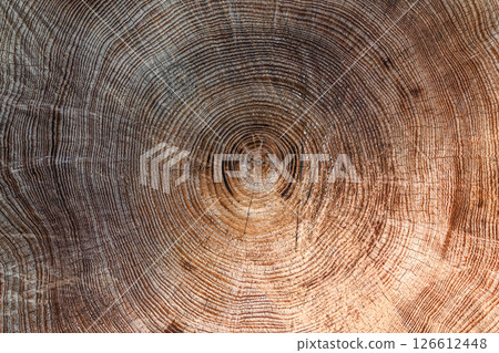 Tree rings close-up 126612448