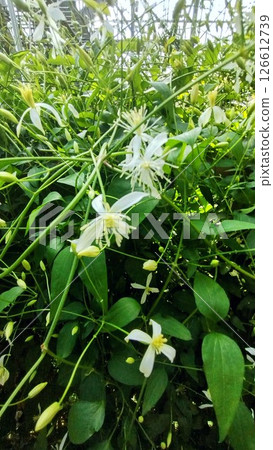 筑波植物園的無人隱士草 筑波植物園的無人隱士草 126612739