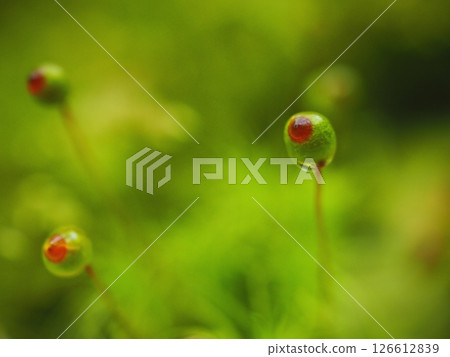 看起來像是在盯著某個東西的卵苔蘚(20250518074239) 看起來像是在盯著某個東西的卵苔蘚(20250518074239) 126612839