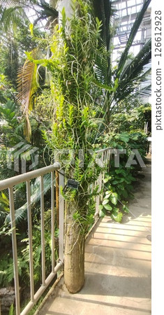 筑波植物園 Peratantheria insectifera 126612928