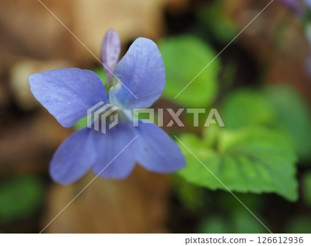 紫色紫羅蘭（20250518075005） 126612936