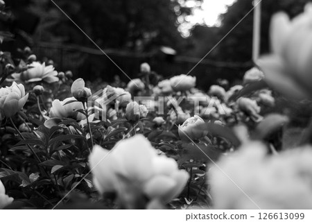 Peony Grove Monochrome Peony Grove Monochrome 126613099